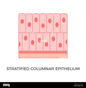 <p>explain the Stratified columnar epithelium.</p>