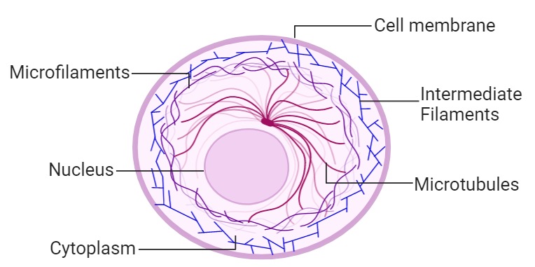 <p>Cytoskeleton</p>