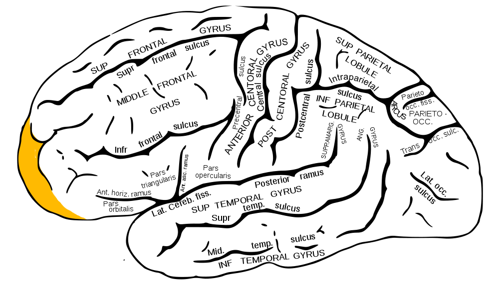 <p>feature. Will tap with 2 fingers on frontal lobe</p>