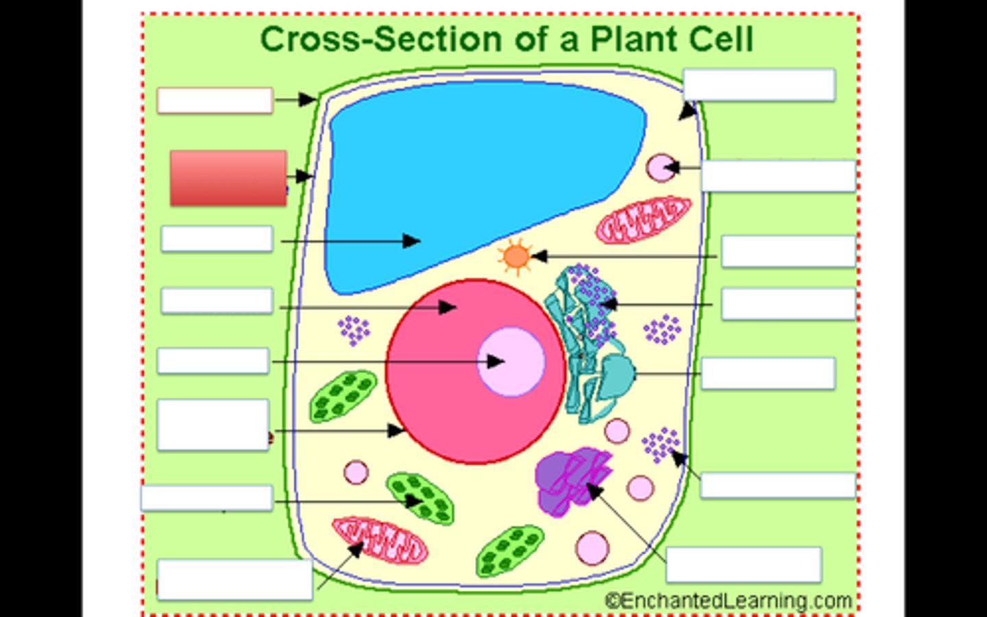 <p>The cell (or plasma) membrane moniters and selectively controls entry into and out of the cell.</p>
