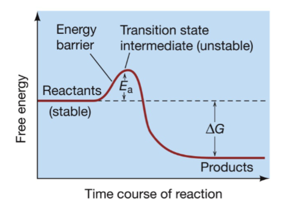 <p>the minimum amount of energy needed to start a reaction (aka energy barrier)</p>