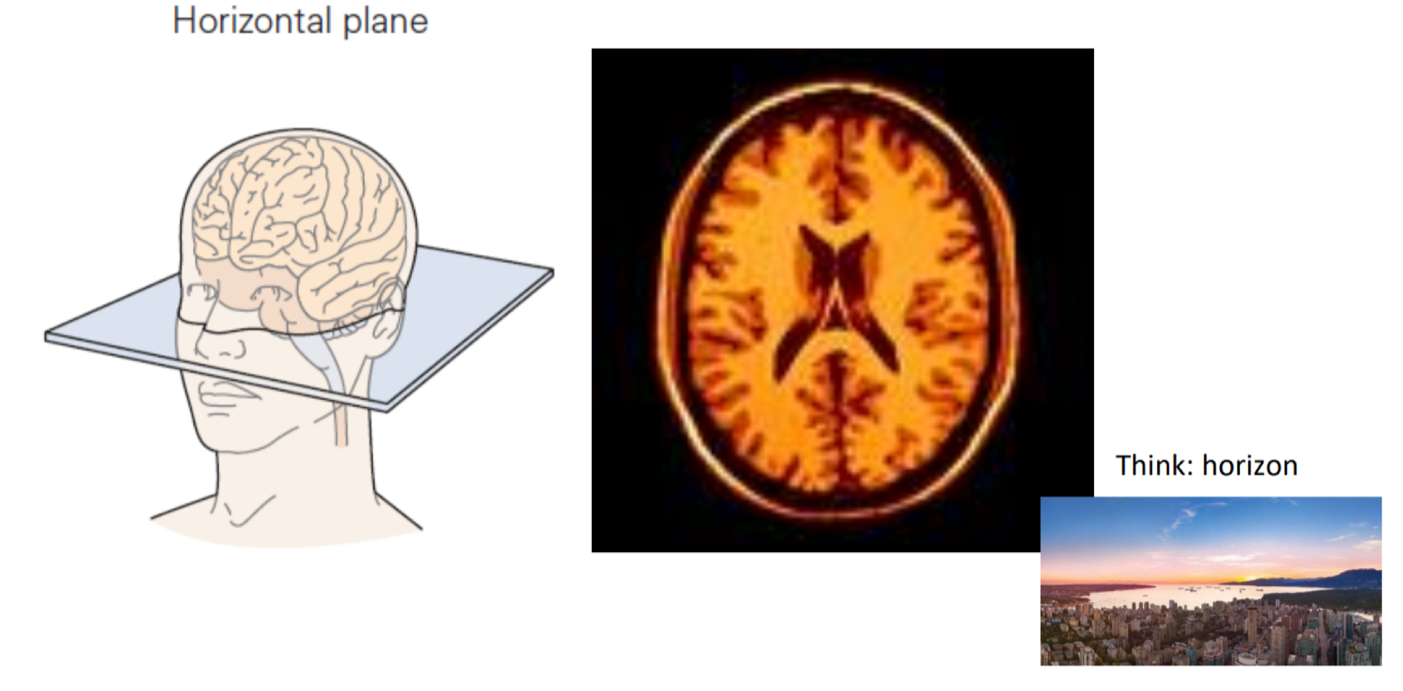 <p>oval- like, symmetrical </p>