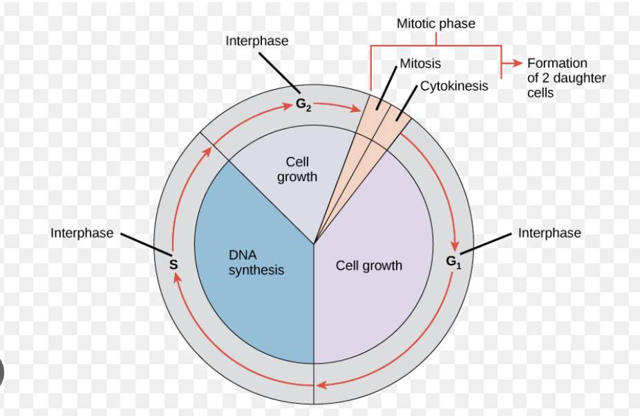 <ul><li><p>G1 phase is cell growth</p></li><li><p>S phase is DNA synthesis</p></li><li><p>G2 phase is further cell growth</p></li><li><p>interrupted by mitosis and cytokinesis</p></li><li><p>cells that do not reproduce remain in G0</p></li></ul><p>these phases are controlled by cyclins</p>