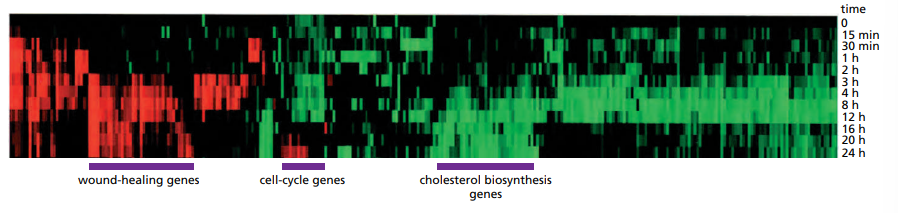 <p>Measures which genes are being transcribed at a given time. Uses RT to copy all RNAs into cDNAs and then they are sequenced. The more abundant RNAs lead to a larger amount of cDNA copies.</p>