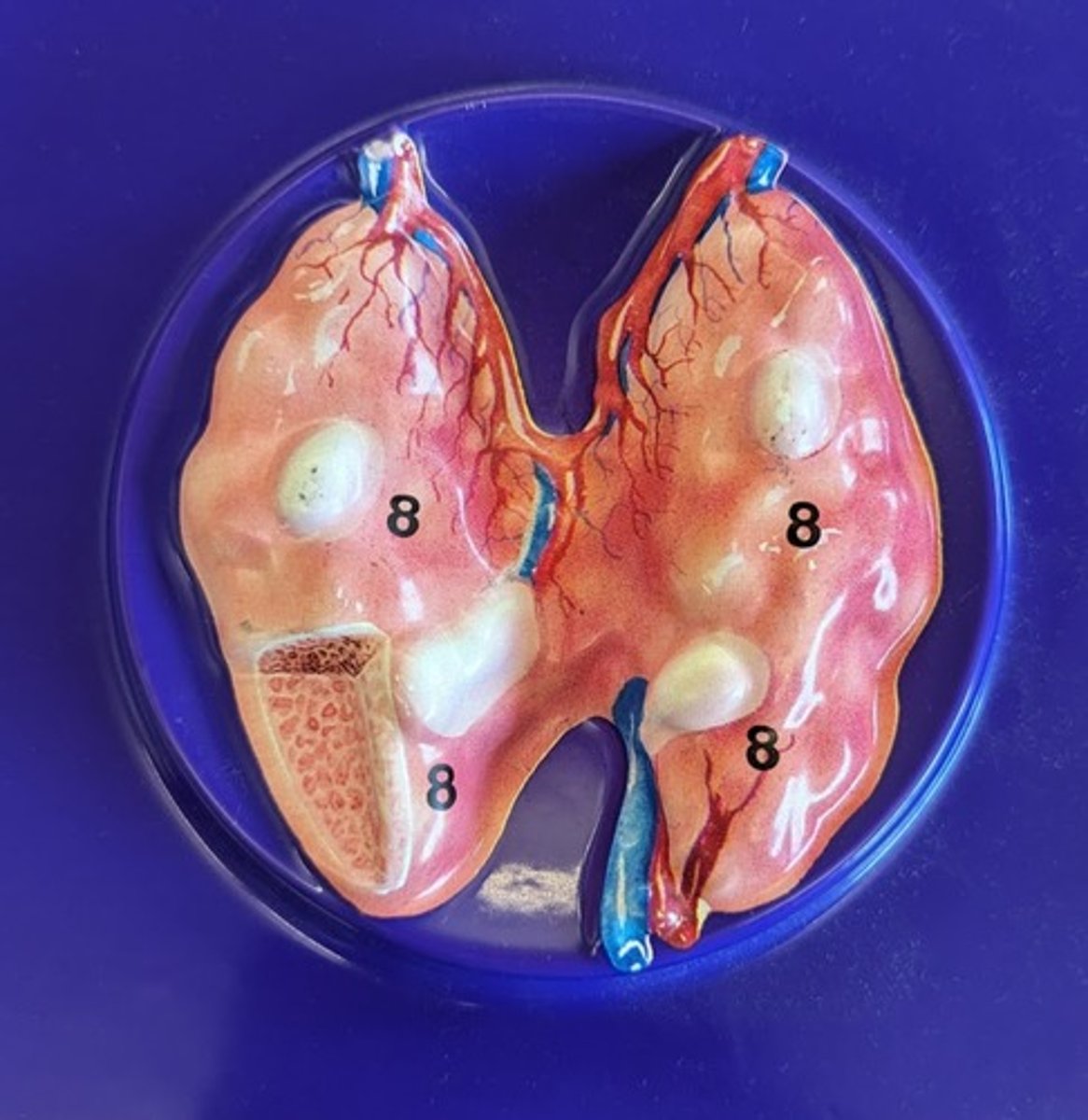 <p>Name these glands</p>