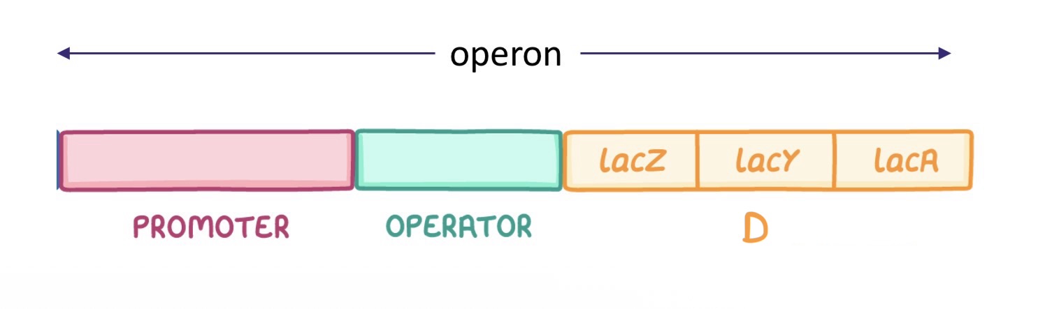 <p>“D” is the -</p>