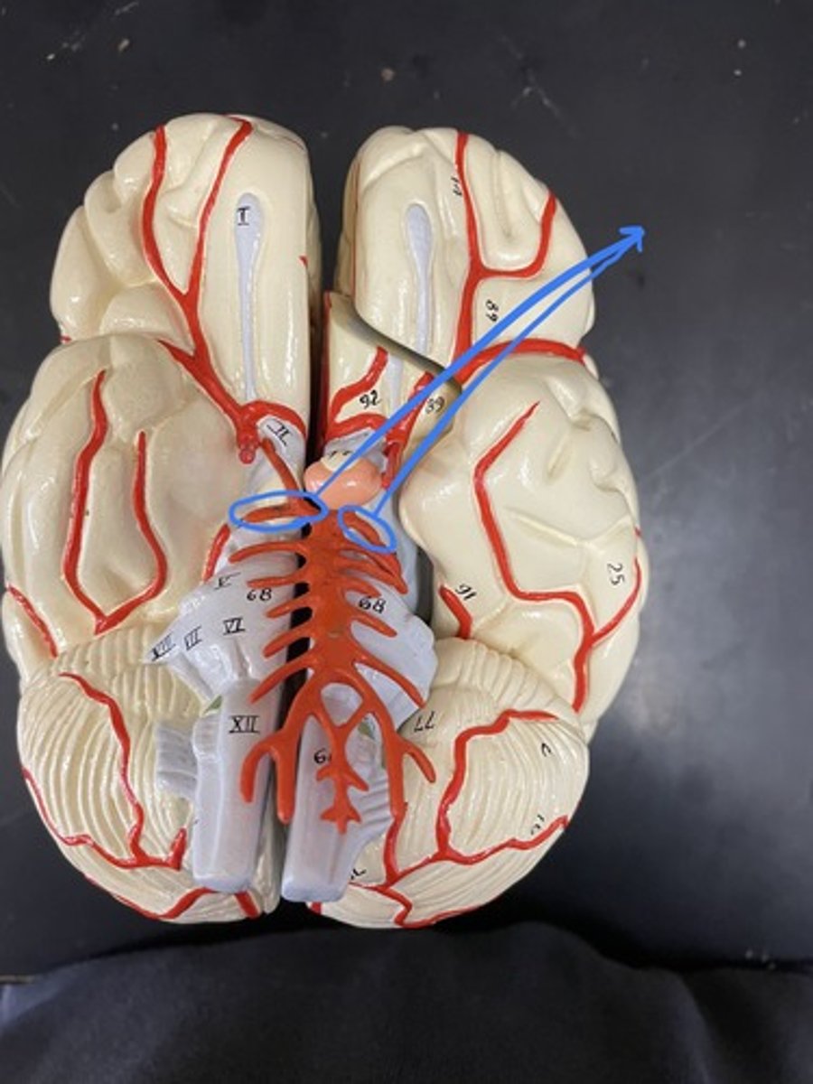 <p>supplies occipital lobe</p>