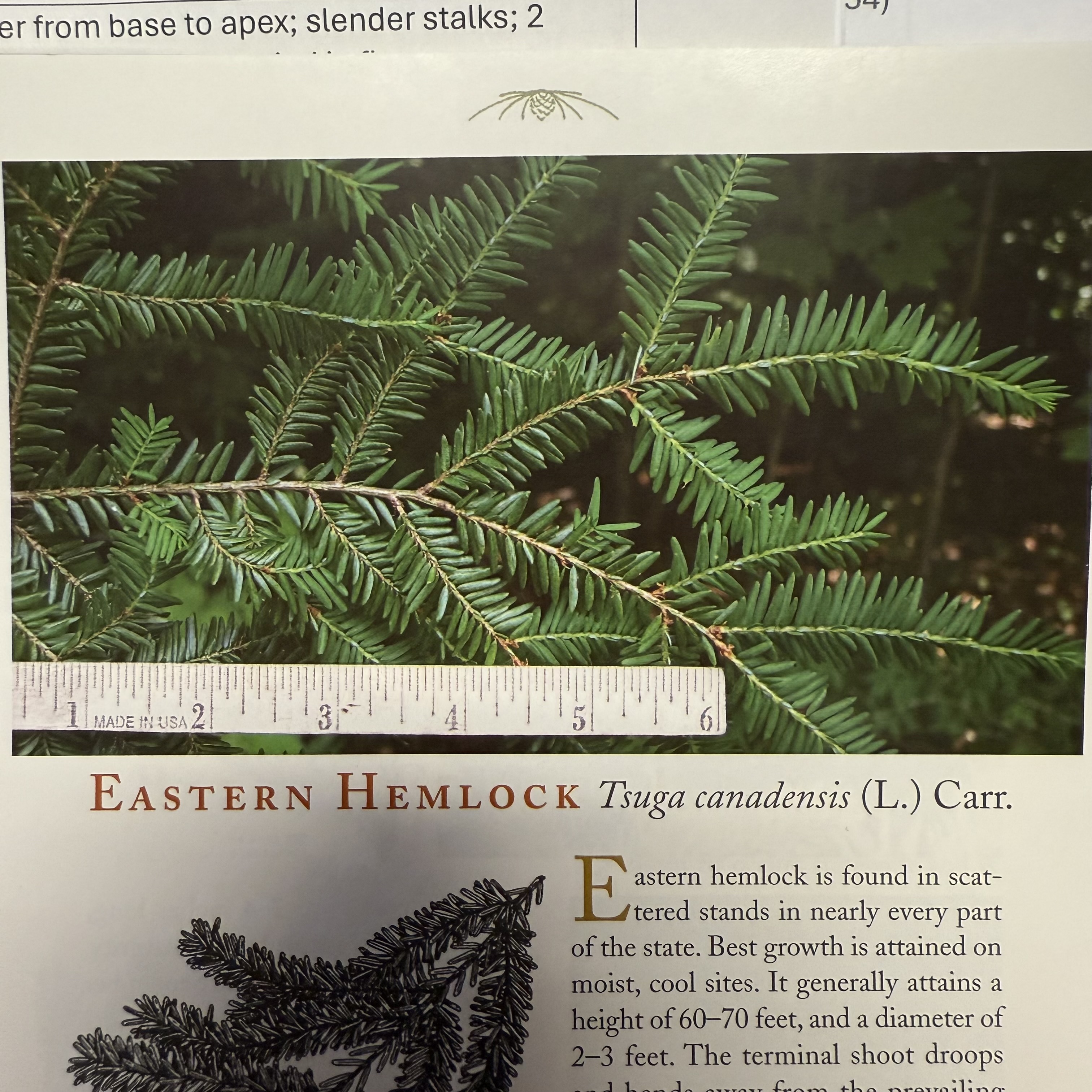 <p>eastern hemlock</p>