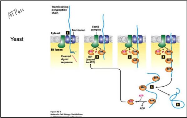 <ul><li><p><strong>Polypeptide Binding to Sec Complex:</strong></p><ul><li><p>Completed polypeptide binds Sec complex (Sec61 + Sec62/Sec63).</p></li><li><p>Chaperones previously bound to the polypeptide are released.</p></li></ul></li><li><p><strong>BiP Engagement:</strong></p><ul><li><p>ATP-bound BiP interacts with the J-domain of Sec63.</p></li><li><p>ATP hydrolysis converts BiP to its ADP-bound form, tightly binding the polypeptide.</p></li><li><p>This prevents backward movement of the polypeptide into the cytosol.</p></li></ul></li><li><p><strong>Stepwise Translocation:</strong></p><ul><li><p>As the polypeptide moves further into the ER lumen, additional BiP molecules bind sequentially.</p></li><li><p>This ratchet-like process continues until the entire chain enters the ER.</p></li></ul></li><li><p><strong>Release of BiP:</strong></p><ul><li><p>Nucleotide exchange (ADP → ATP) releases BiP from the fully translocated polypeptide.</p></li></ul></li></ul><p></p>