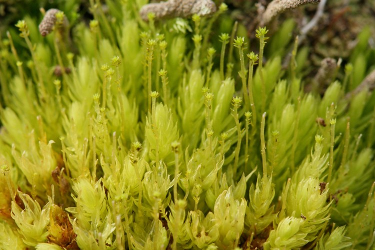 <p>przykład Bryophyta, Bryopsida, ma chwytniki na całej długości pędu głównego</p>
