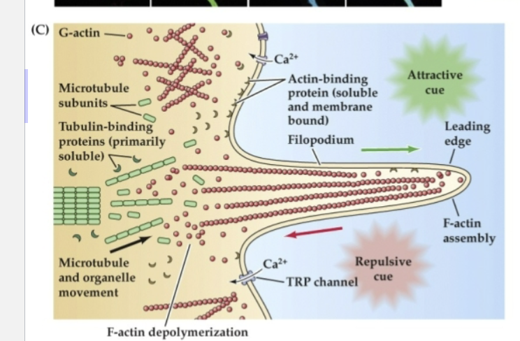 <p>Actin- and tubulin-binding proteins regulate… </p>