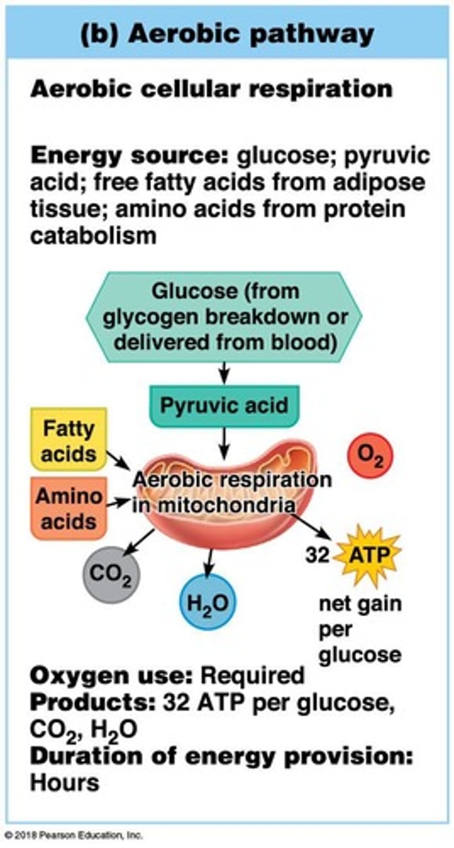 <p>Generates most ATP at rest and during light to moderate exercise.</p>