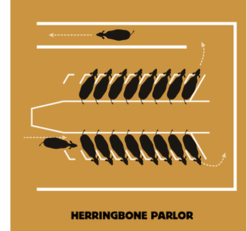 <ul><li><p>most common design</p></li><li><p>cattle at 45 degree angle</p></li><li><p>different access than parallel or tandem</p></li><li><p>cows are calm as they can see others</p></li><li><p>when one cow slow … the others can slow down</p></li></ul>