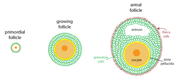 <p>specialized cells primarily found in the thyroid gland and in the ovaries </p>