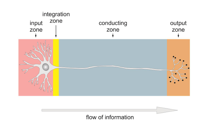 <ul><li><p><strong>Input Zone:</strong> Composed of dendrites and cell body; receives signals from other neurons.</p></li><li><p><strong>Integration Zone:</strong> Located at the axon hillock; integrates incoming signals and decides whether to initiate an action potential.</p></li><li><p><strong>Conducting Zone:</strong> The axon; transmits electrical signals (action potentials) over long distances.</p></li><li><p><strong>Output Zone:</strong> The axon terminals; release neurotransmitters to communicate with other neurons, muscles, or glands.</p></li></ul><p></p>