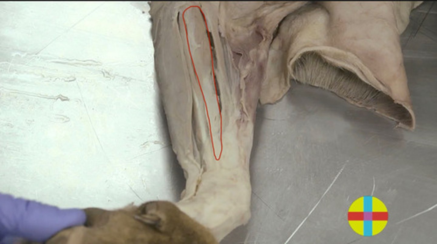 <p>Origen: epicóndilo md húmero.</p><p>Inserción: metacarpianos II o III (mediales). Retináculo de los flexores</p><p>Función: flexor carpo. Extensor del codo</p><p>Inervación: mediano</p><p>Región: V y n.mediano</p>