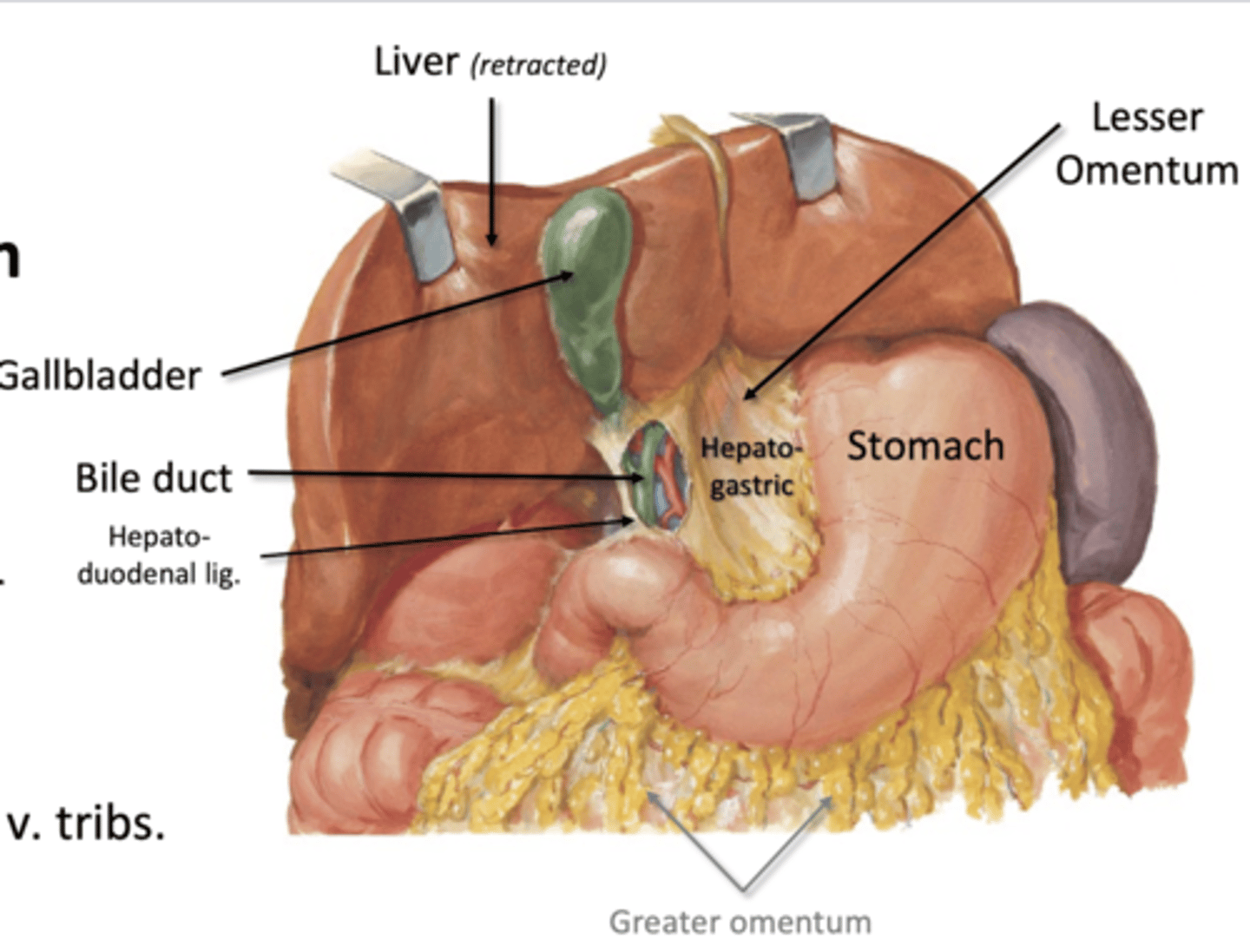 <p>-lesser curvature of stomach to liver</p><p>--by hepatogastric ligament</p><p>-Duodenum to liver</p><p>--by hepatoduodenal ligament</p><p>-Celiac trunk branches, portal v tributes</p><p>-bile duct</p>