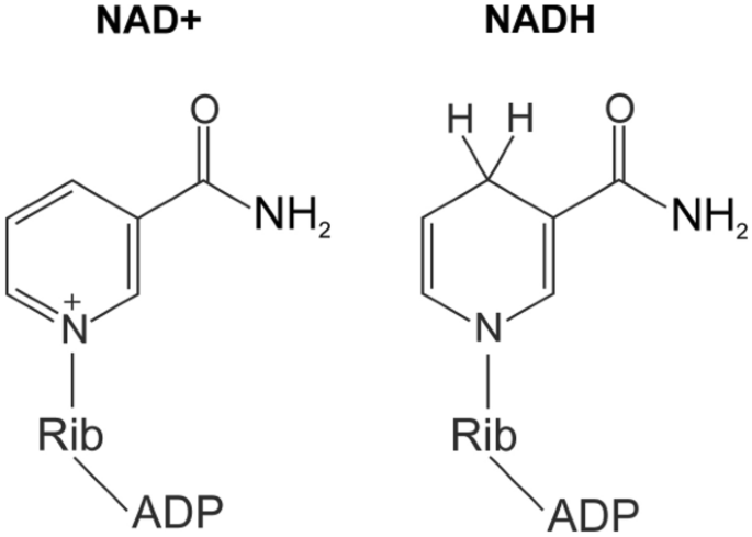 <p>Between the two, which is oxidized and which is reduced? Why?</p>