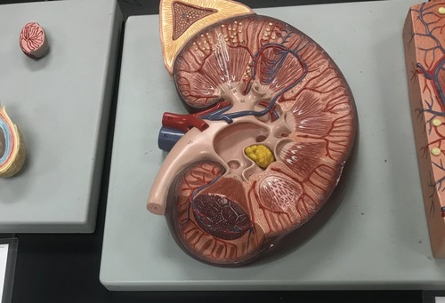 <p>Name the model</p>