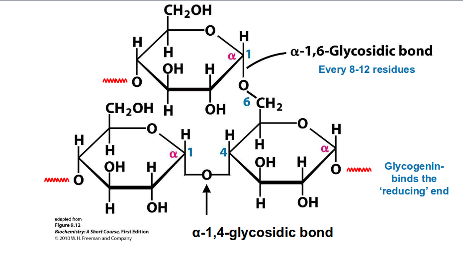 <ul><li><p><span style="color: rgb(255, 255, 255);"><span>A storage form of long, branched</span></span><span style="color: rgb(255, 255, 255);"><br></span><span style="color: rgb(255, 255, 255);"><span>chains of glucose</span></span></p><ul><li><p><span style="color: rgb(255, 255, 255);"><span> linear glucose chains joined by α(1→4)-</span></span><span style="color: rgb(255, 255, 255);"><br></span><span style="color: rgb(255, 255, 255);"><span>linkages.</span></span></p></li><li><p><span style="color: rgb(255, 255, 255);"><span>α(1→6)-linkages at branch points once</span></span><span style="color: rgb(255, 255, 255);"><br></span><span style="color: rgb(255, 255, 255);"><span>every 8-12 glucose units.</span></span></p></li></ul></li><li><p><span style="color: rgb(255, 255, 255);"><span>Contains a dimer of glycogenin at the</span></span><span style="color: rgb(255, 255, 255);"><br></span><span style="color: rgb(255, 255, 255);"><span>centre.</span></span></p></li><li><p><span style="color: rgb(255, 255, 255);"><span>Glucose units are added and removed</span></span><span style="color: rgb(255, 255, 255);"><br></span><span style="color: rgb(255, 255, 255);"><span>from the non-reducing ends</span></span></p></li><li><p><span style="color: rgb(255, 255, 255);"><span>Found in the liver and muscle</span></span></p></li></ul><p></p>