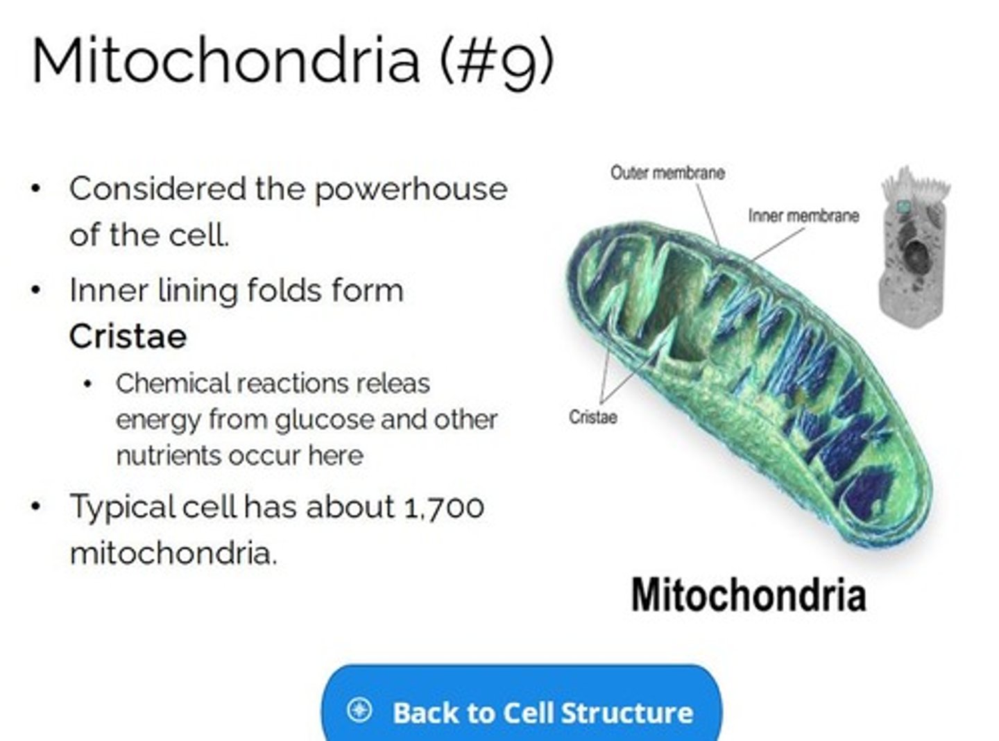 <p>found outside the nucleus. Responsible for producing energy for the cell through the breakdown of carbohydrates, proteins, and fats.</p>
