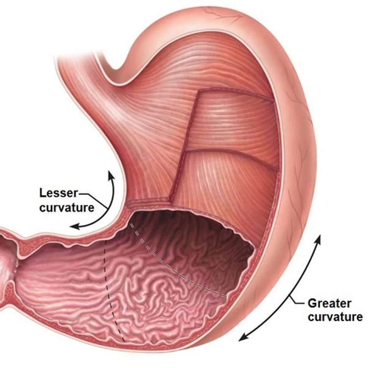 <p>The stomach.</p>