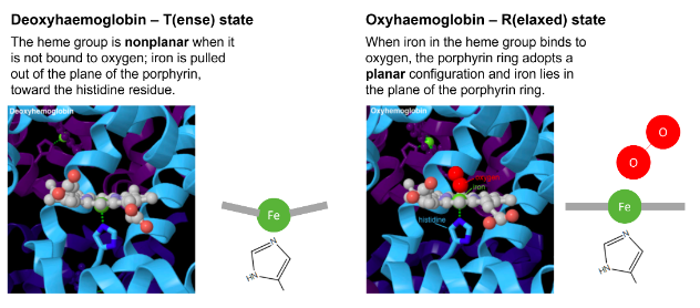 <ul><li><p>4 nitrogens of heme and to one His residue in haemoglobin</p></li><li><p>in deoxy-haemoglobinm four of the coordinated sites of iron are occupied by nitrogens of the porphyrin ring</p></li><li><p>the fifth site is occupied by the proximal histidine</p></li><li><p>the heme group is non-planar when it is not bound to oxygen</p></li><li><p>deoxy-haemoglobin is said to be in <strong>T-state (tense)</strong></p></li><li><p>in oxy-haemoglobin, the sixth coordinated position of iron is occupied by oxygen</p></li><li><p>the porphyrin ring now adopts a planar configuration, and the iron lies in the plane of the porphyrin ring</p></li><li><p>it is also referred to as<strong> R-state (relaxed)</strong></p></li></ul><p></p>