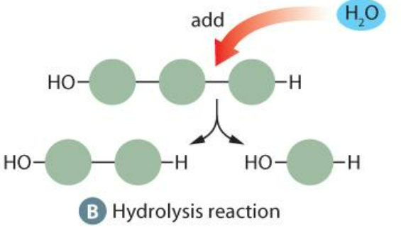 <p>Hydrolysis - addition of a water molecule (Needs enzymes)</p>