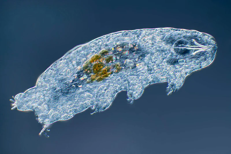 <p>Phylum?<br><br>identity?</p>