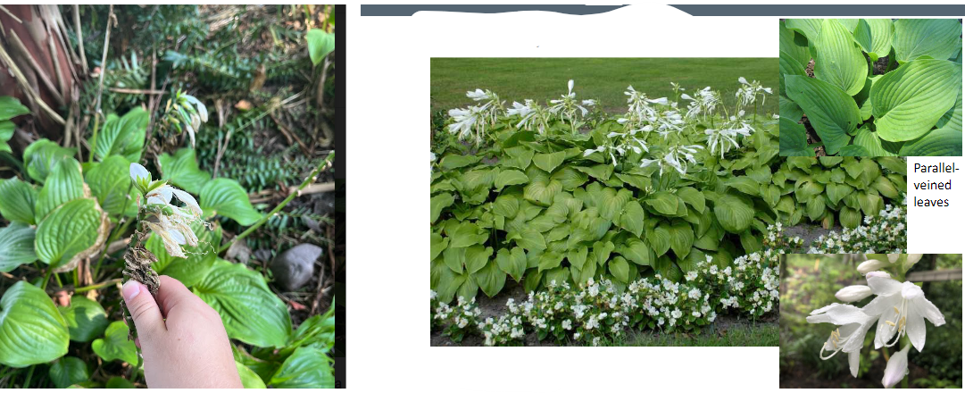 -trumpet shaped flowers
-flowers fragrant