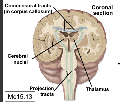 <p>commusiural tracts</p><p>cerebral nuclei</p><p>projection tracts</p><p>thalamus</p>