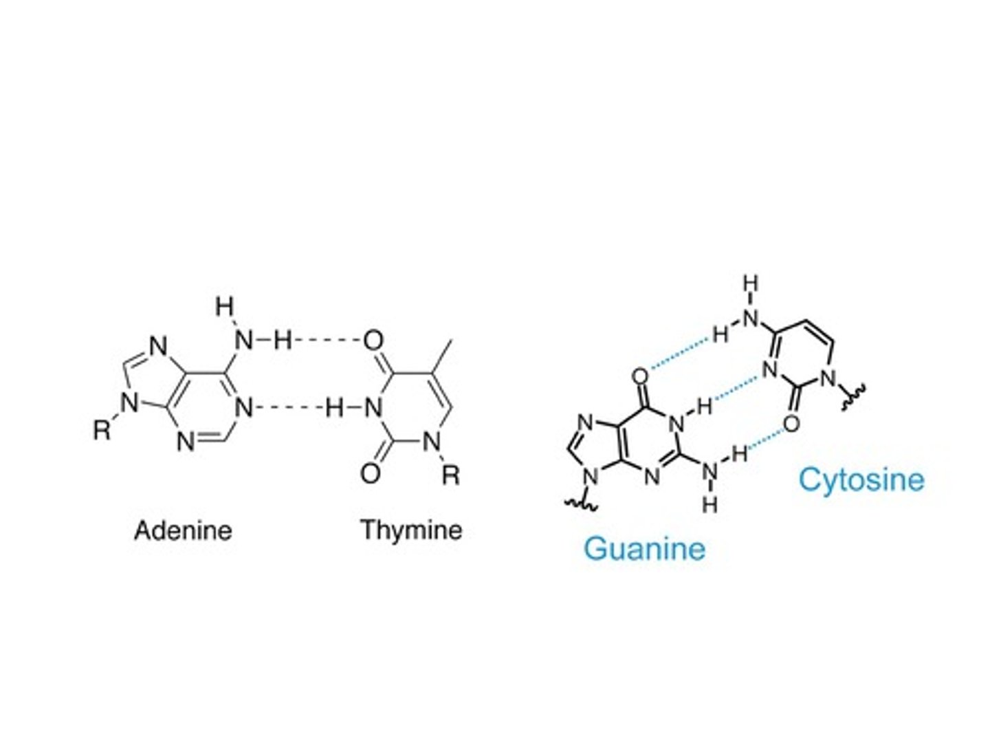 <p>Hydrogen bonds.</p>