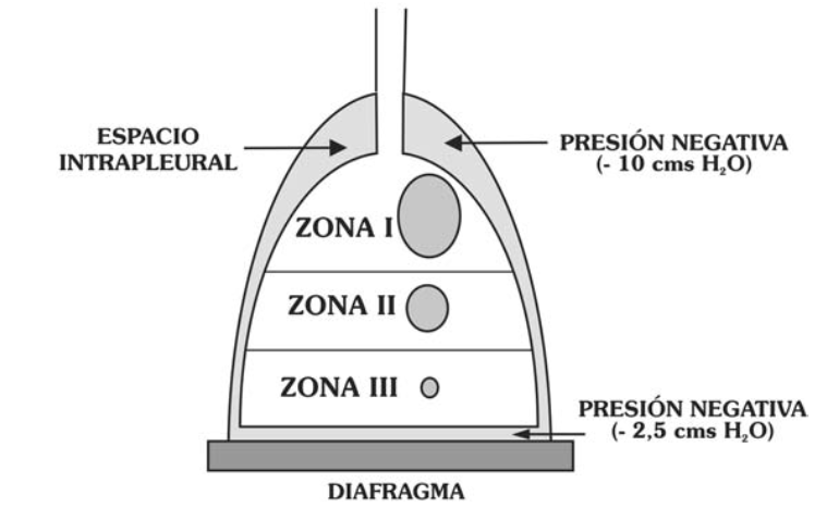 <p>La <strong>base (Zona III)</strong> es tanto la <strong>mejor ventilada</strong> (por unidad de superficie) como la <strong>mejor perfundida</strong> debido al efecto de la gravedad.</p>