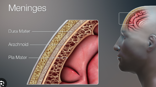 <p>what is the meninges?</p>