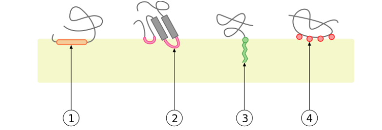 <ul><li><p>Lack discrete hydrophobic regions and do not penetrate lipid bilayer</p></li><li><p>bound to membrane surfaces through weak electrostatic forced and hydrogen bonds (potentially also hydrophobic residues)</p></li><li><p>Can be removed by changing pH or ionic strength</p></li><li><p></p></li></ul><p></p><p></p>