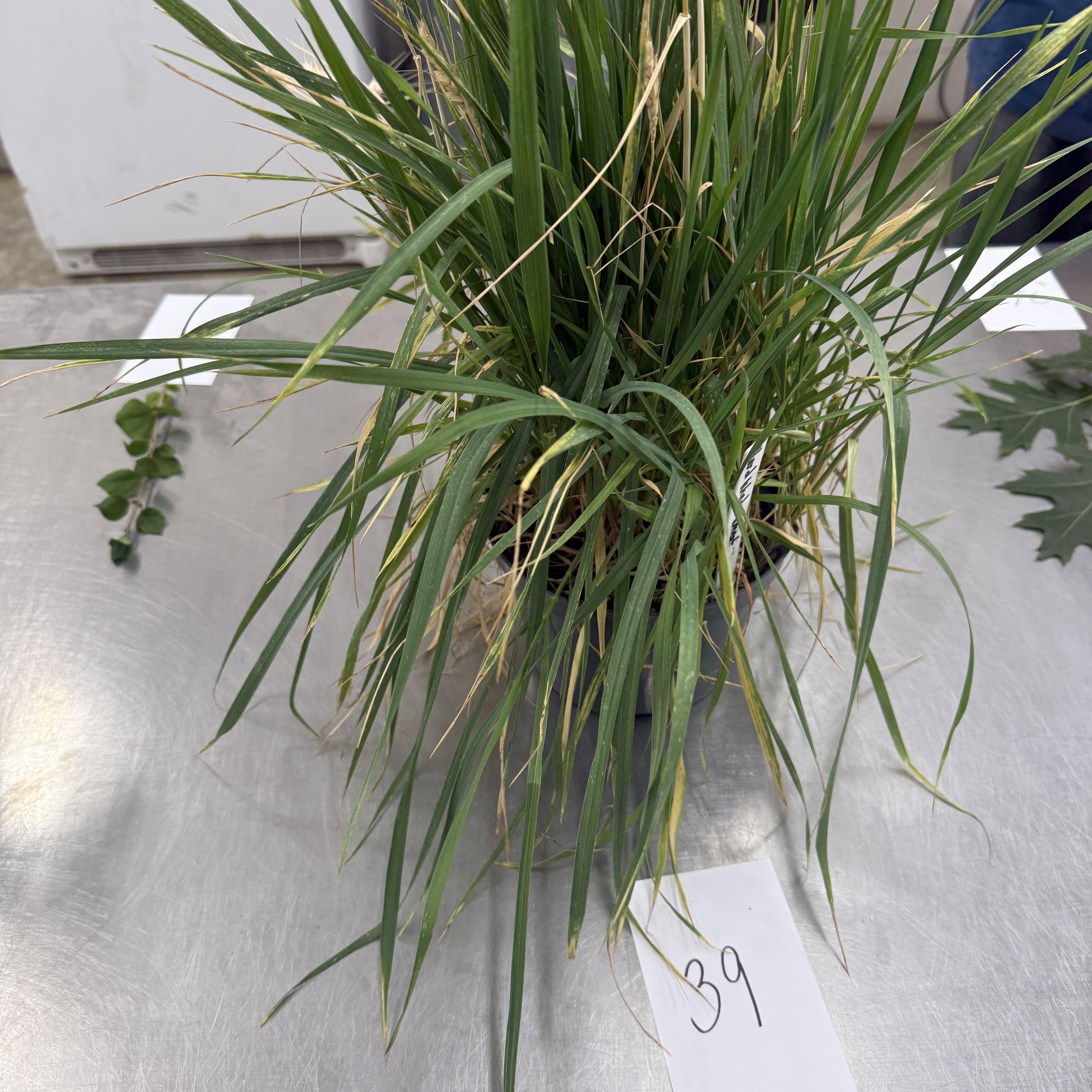<p>Identify the attachment type of the leaf specimen</p>