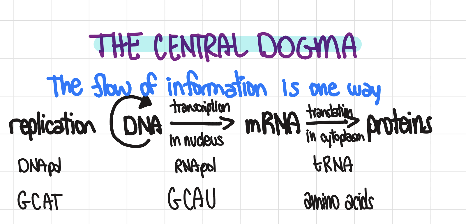 <ul><li><p>zooming in on the evoked of biological hierarchy is called reductionism</p></li><li><p>Life transmits genetic information</p></li><li><p>*the central dogma of biology</p></li><li><p>Life requires the transfer and transformation of energy and matter</p></li></ul><p></p>
