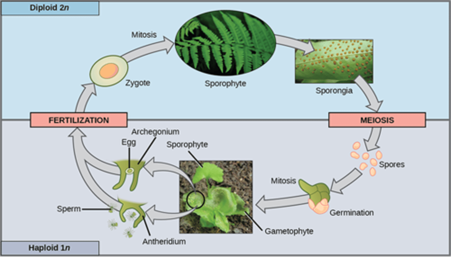 <p>ferns</p>