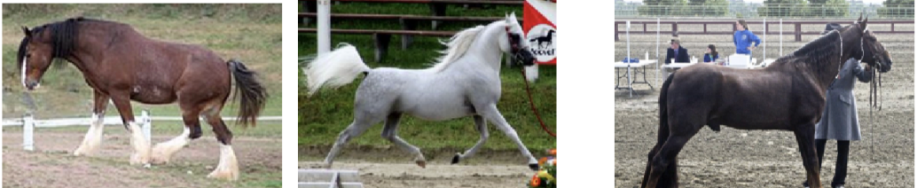 <ul><li><p><span style="background-color: transparent; font-family: "Times New Roman", serif;"><span>If you had 2 different horse breeds exposed them to the same stimuli- would they react the same?</span></span></p></li></ul><p></p>