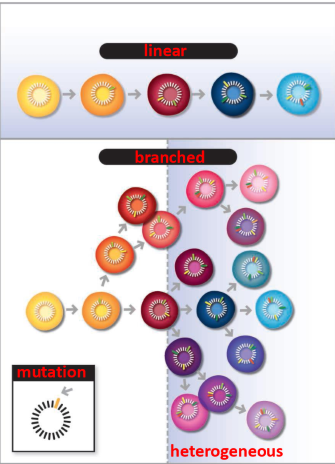 <p>it is heterogenous</p><ul><li><p>All clones may be slightly different, changing response to drugs and radiation</p><p></p></li></ul><p></p>
