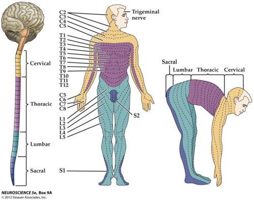 skin area supplied with sensory innervation by spinal nerves