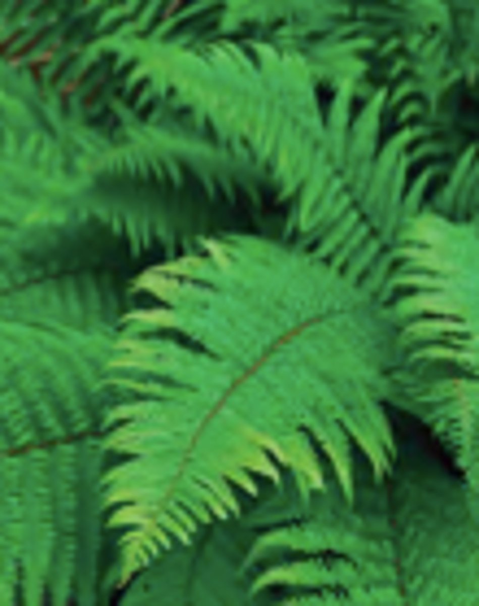 <p>The mature leaves of ferns that fiddleheads develop into</p>