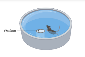 <p>Affect- fear conditioning (think of rat with tone and a shock that shows freezing behavior)</p><p>Visual- using water basin and moving platform where platform is NOT invisible, moved to different locations, mouse has to SEE where the platform has been moved </p><p>Egocentric response-using water basin where platform is invisible, put mouse in same place so they have to remember where to turn their body</p><p>Allocentric spatial- using water basin where platform is invisible but always stays the same, mouse starts in different areas and has to use background cues like (posters/clock) to see where to move to the platform)</p>