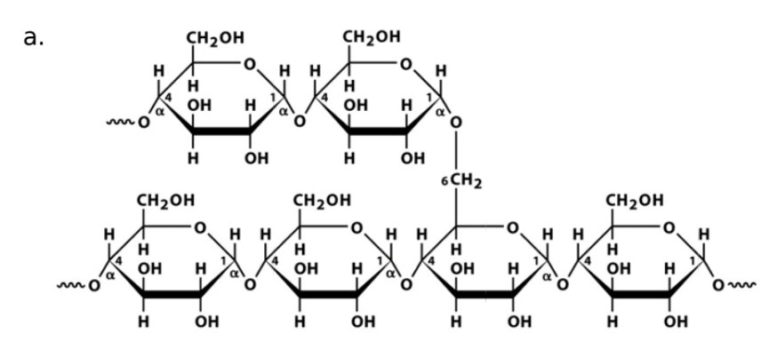 <p>Monosaccharide</p>