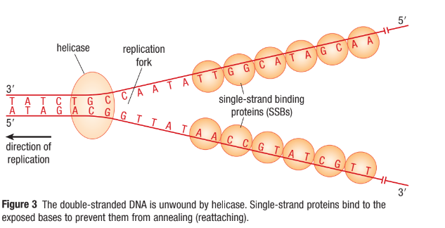 <ul><li><p>*Y-shaped region where new strands of DNA elongating, where two strands of “old” DNA are still attached&nbsp;</p></li><li><p>Replication proceeds towards the fork on one strand and away from the fork on the other strand&nbsp;</p></li></ul><p></p>