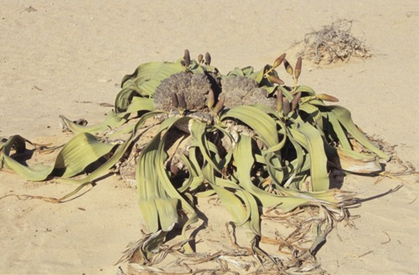 <p>Vascular, has seeds, rhizome, leathery leaves</p>