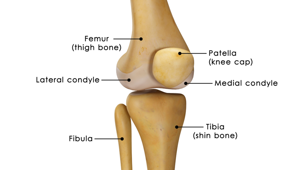 <p>Round end of a bone that fits into a fossa or facet of another bone at a joint</p>