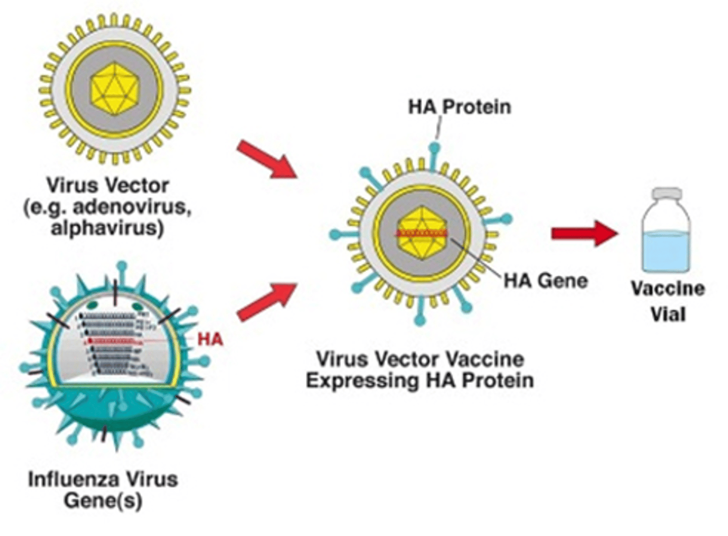 <p>Plasmids or viral vectors can be engineered to produce dsRNA in cells</p>