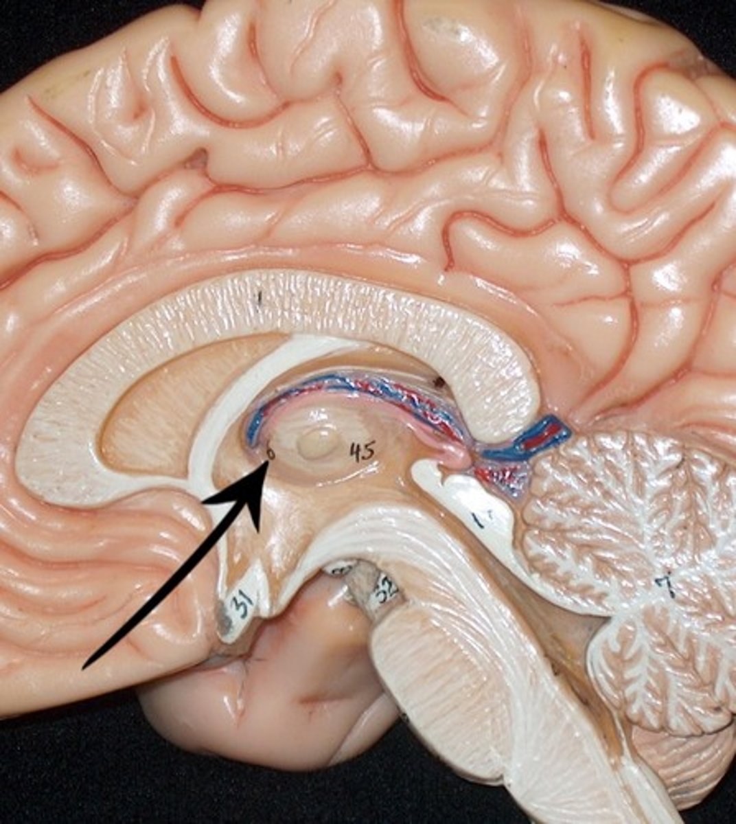 <p>the ventricle located in the center of the diencephalon</p>