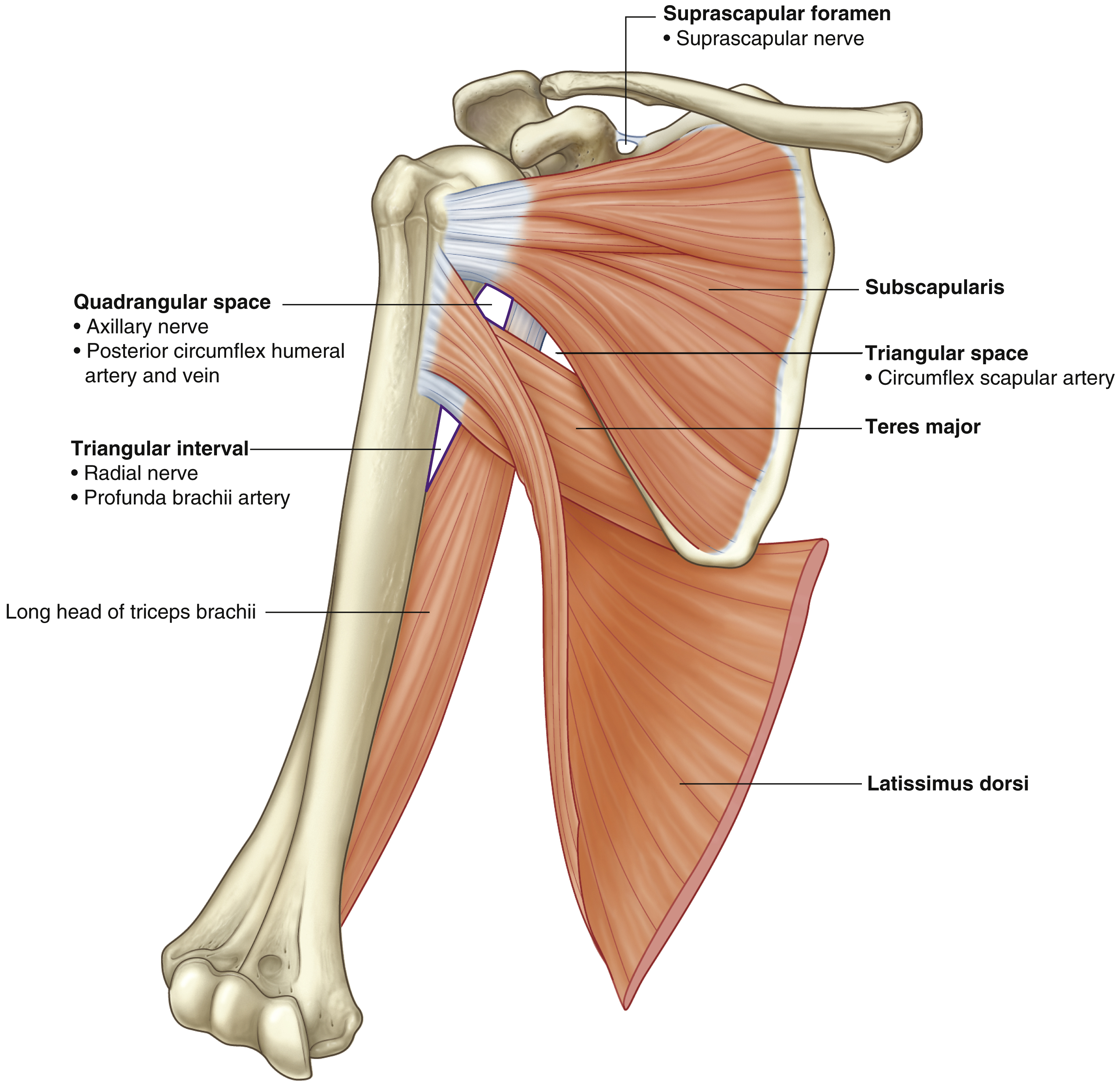 <p>Subscapularis: origin</p>